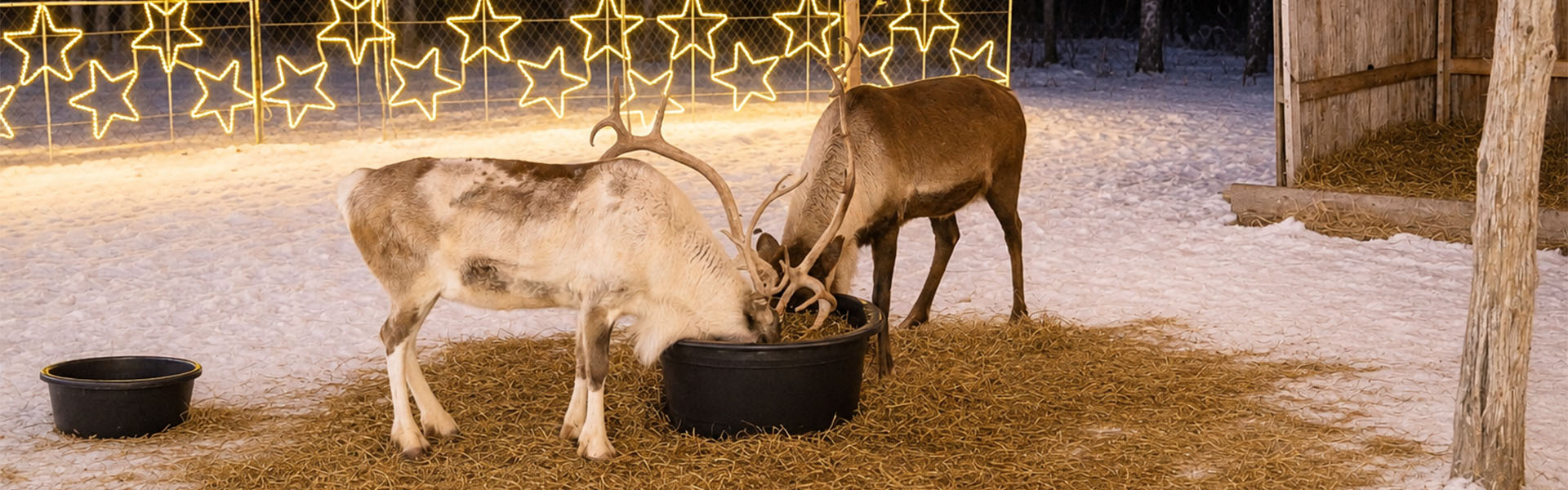 Santa's Reindeer Santa's Reindeer
